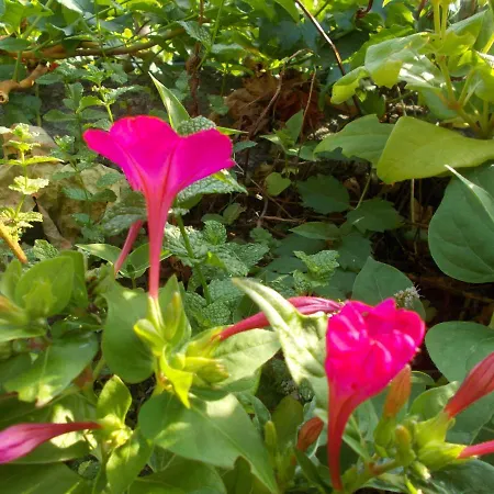 Feriehus Casa De Sao Joao Castanheiras *