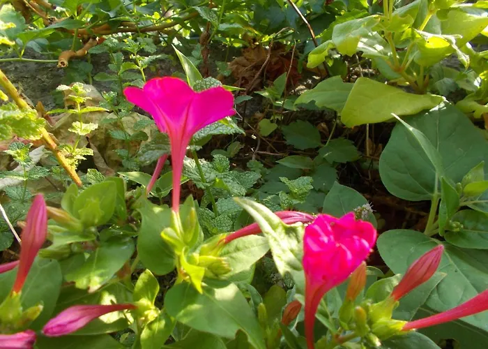 Сasa de vacaciones Casa De Sao Joao Castanheiras *